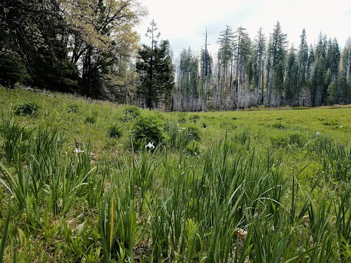 Hodgdon Meadow Campground Picture 7