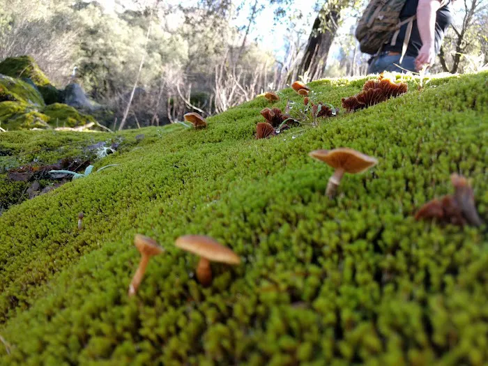 Dirt Flat Campground Picture 6