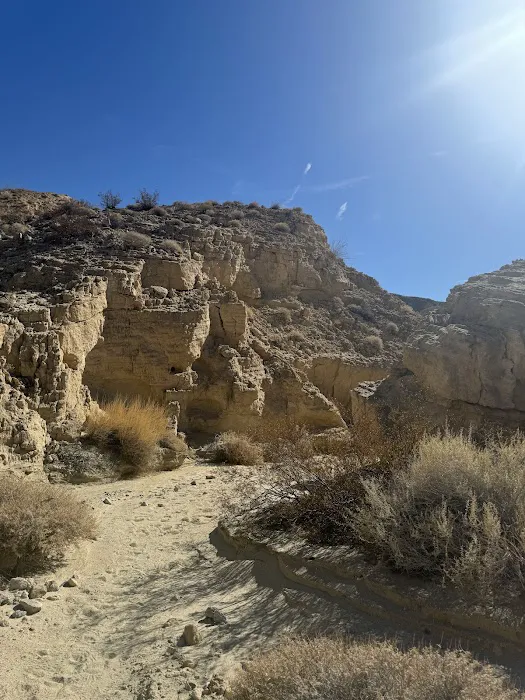 Coyote Mountains Wilderness Picture 7