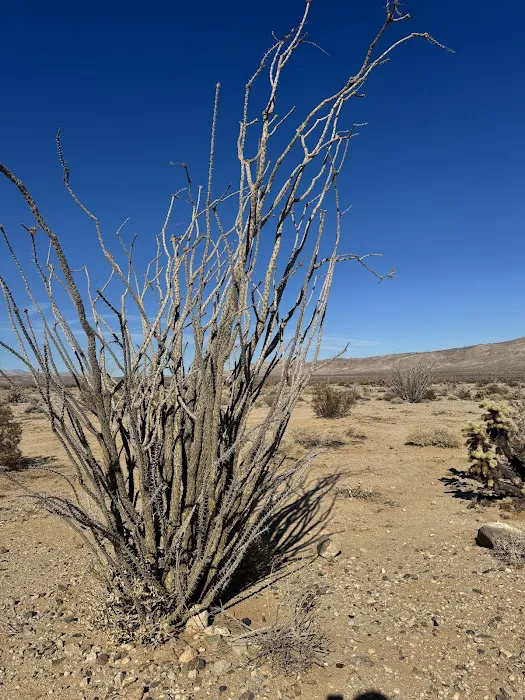 Coyote Mountains Wilderness Picture 8
