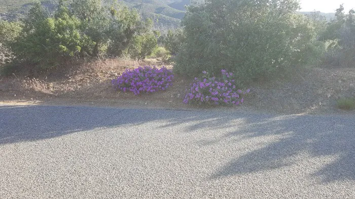 Ribbonwood Equestrian Campground Picture 6