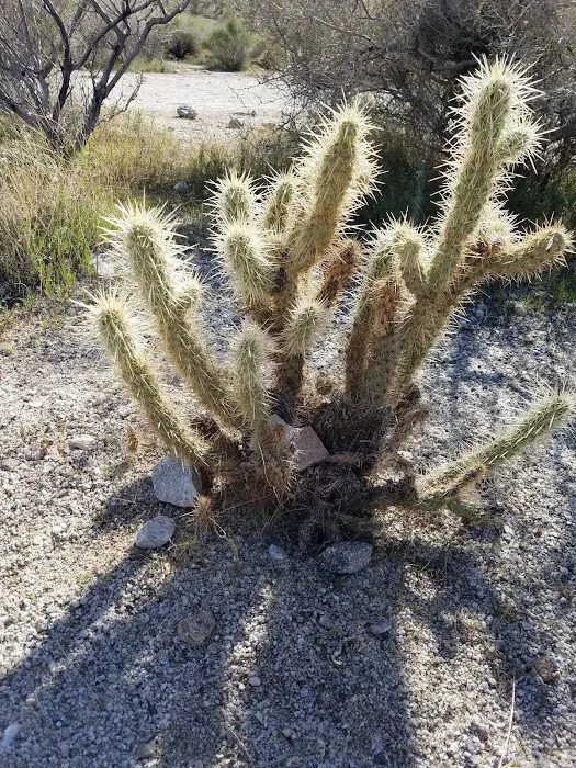 Pinyon Flat Campground Picture 5
