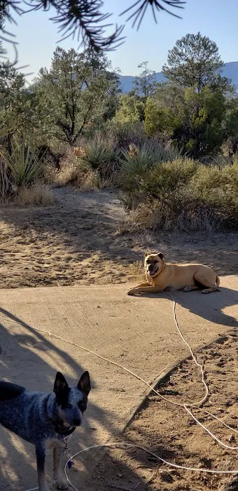 Pinyon Flat Campground Picture 8