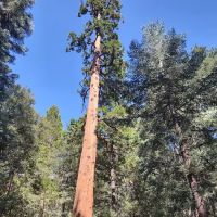 Fern Basin Campground ico