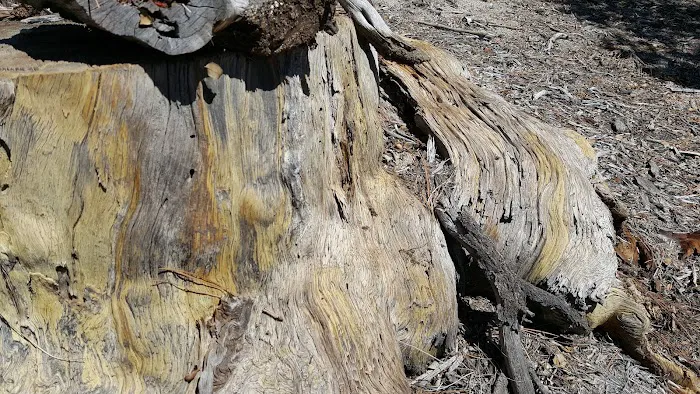 Fern Basin Campground Picture 9