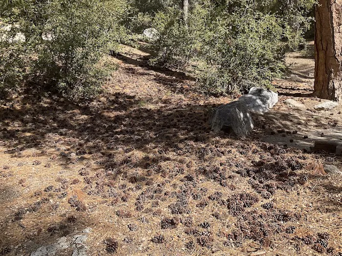 Fern Basin Campground Picture 10