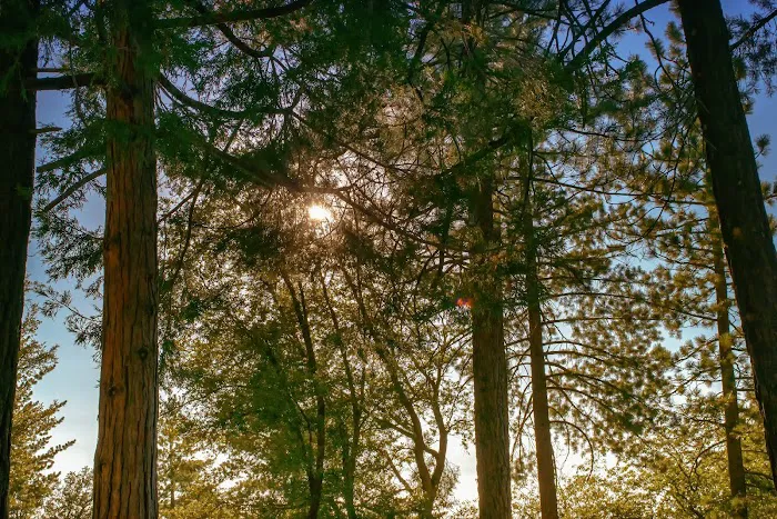 Marion Mountain Campground Picture 9