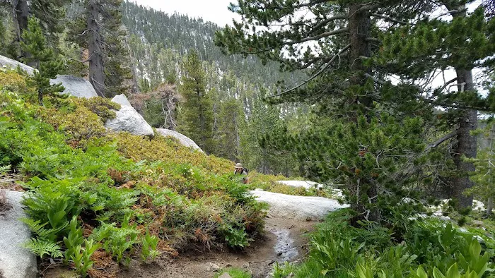 Marion Mountain Campground Picture 10