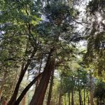 Dark Canyon Campground
