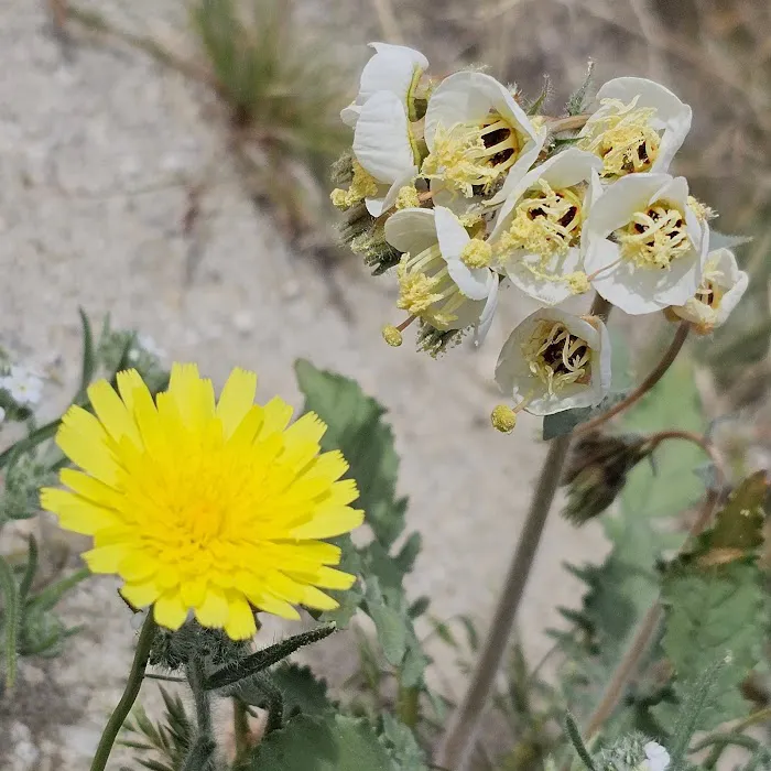Arroyo Salado Campground Picture 2