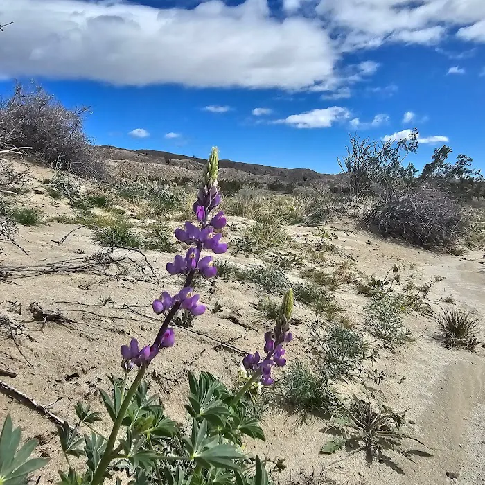 Arroyo Salado Campground Picture 5