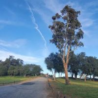 Bogart County Park ico