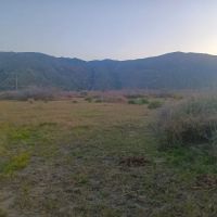 Forestry Department ico