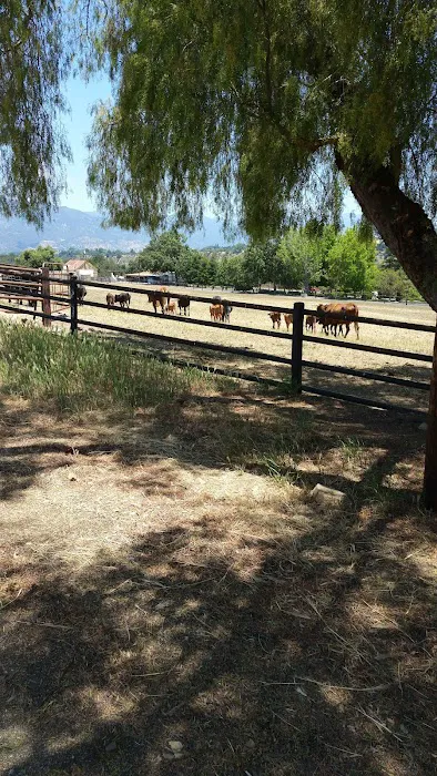 Ventura Oaks Rv Park Picture 6