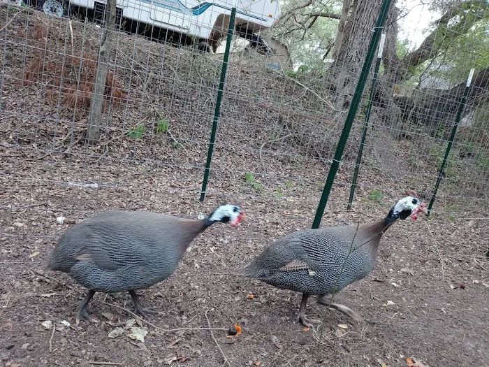 Squawk and Skedaddle Campground Picture 4