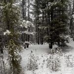 Tennessee Pass Trailhead