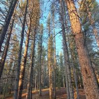 Printer Boy Campground ico