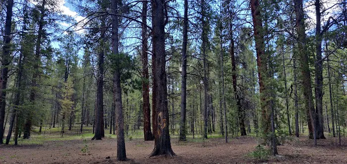 Father Dyer Campground Picture 5