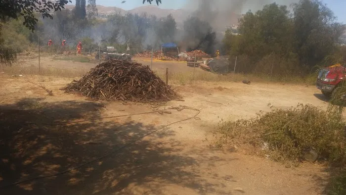 Pepper Tree RV Park Picture 1
