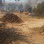 Pepper Tree RV Park
