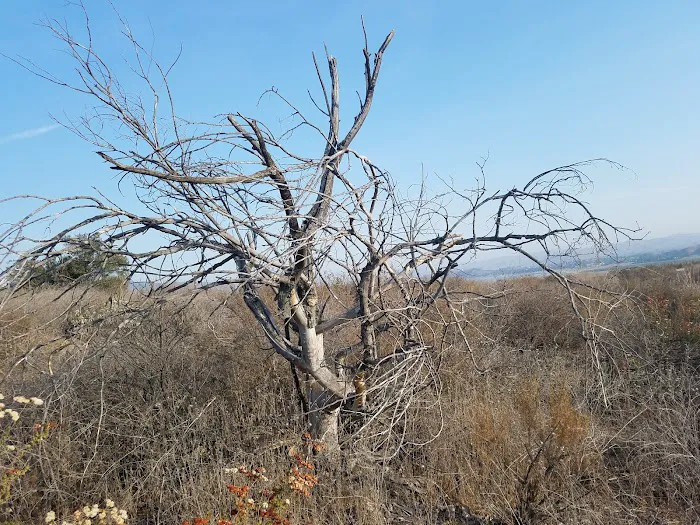 Pepper Tree RV Park Picture 10