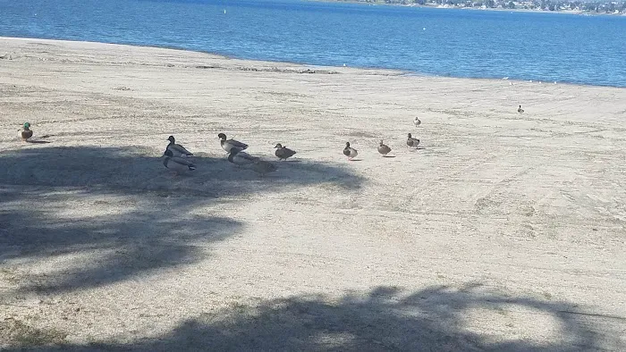 Playland Park Picture 4
