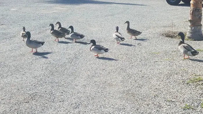 Playland Park Picture 9