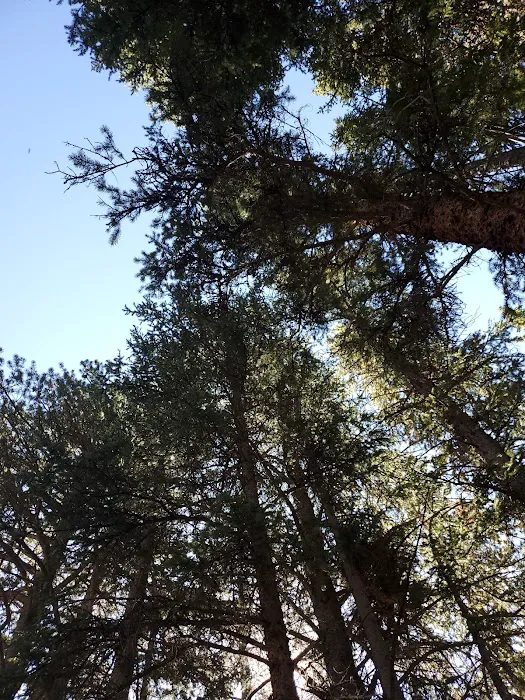 Weston Pass Campground Picture 5