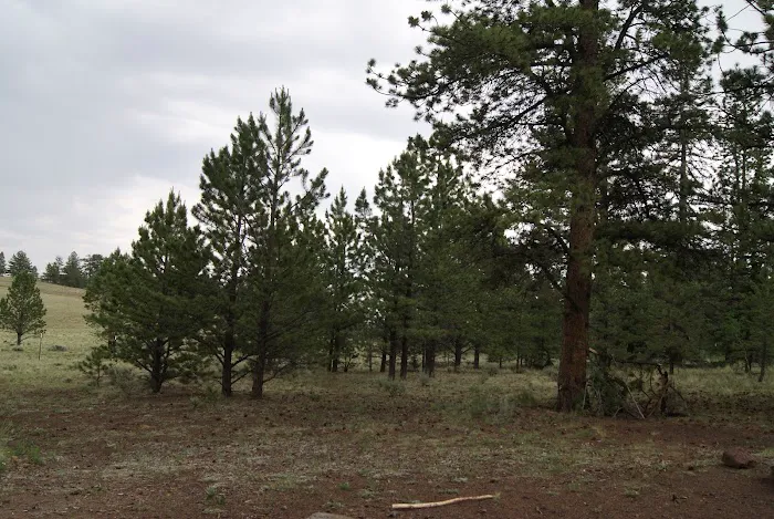 Buffalo Springs Campground Picture 4