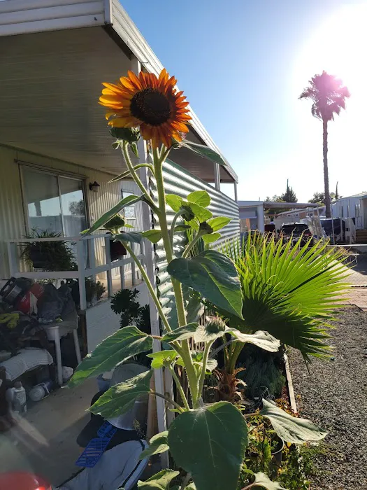 Santa Rosa Mobile Home Community Picture 2