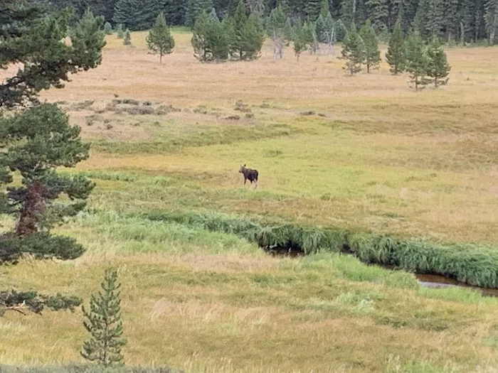 South Meadows Picture 1