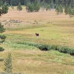 South Meadows