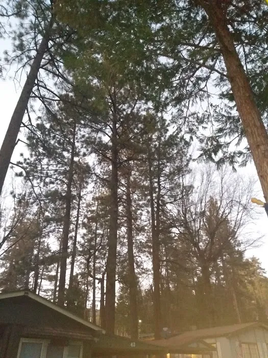 Idyllwild Trailer Park Picture 10