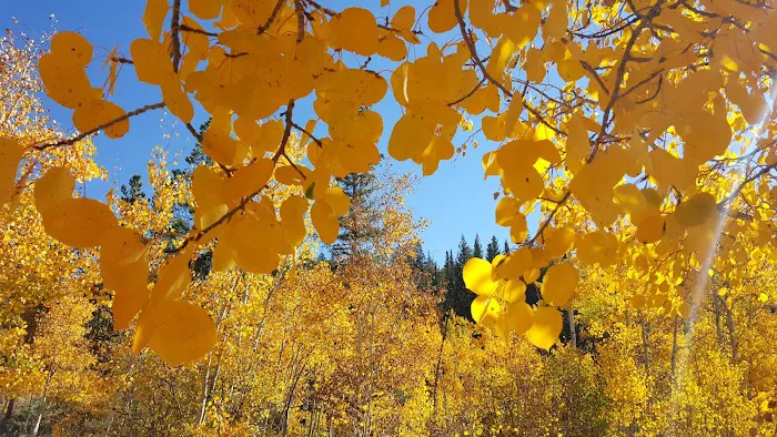 Blacktail Creek Campground Picture 8