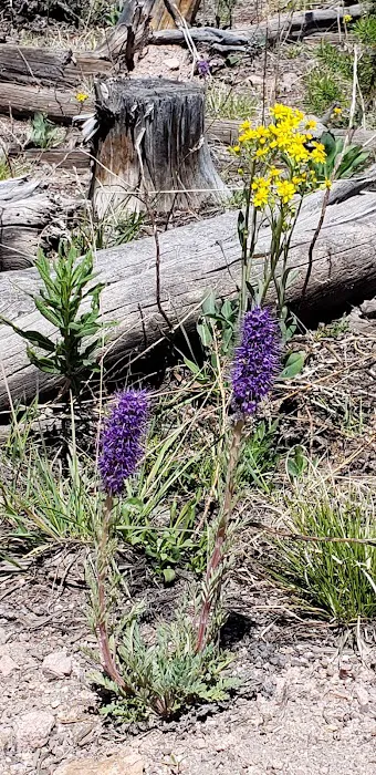 Lynx Pass Campground Picture 6