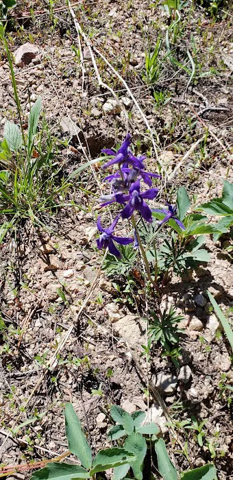 Lynx Pass Campground Picture 9