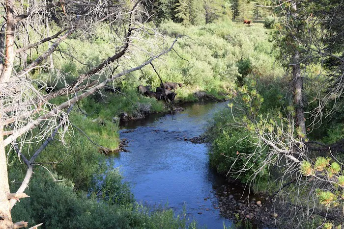 Elk Wallow Campground Picture 6