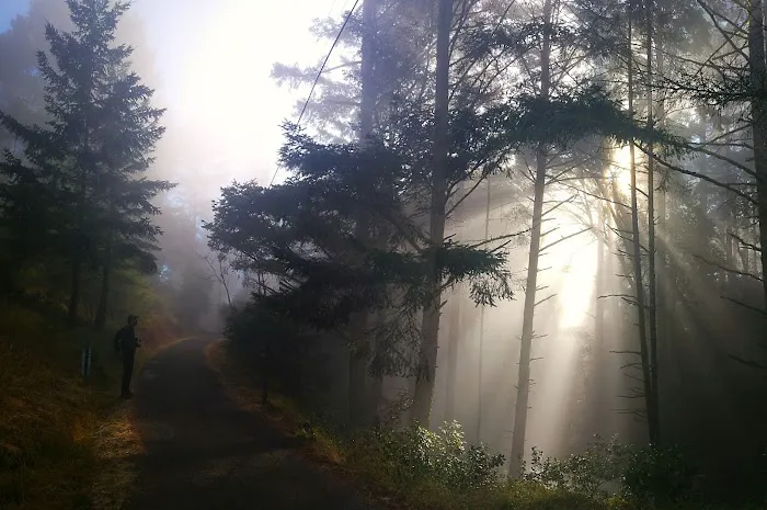 Pantoll Campground Picture 6