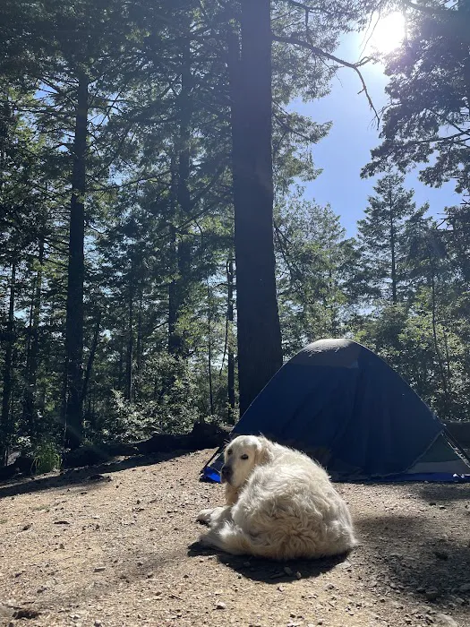 Pantoll Campground Picture 9