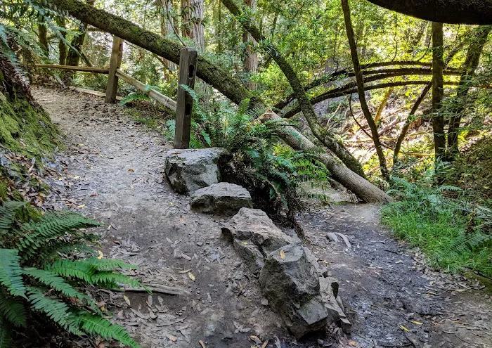 Pantoll Campground Picture 8