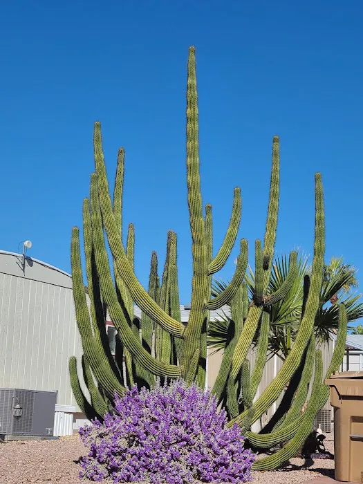 Superstition Buttes MHP Picture 6