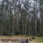 New Woodland Group Camp