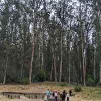 New Woodland Group Camp ico