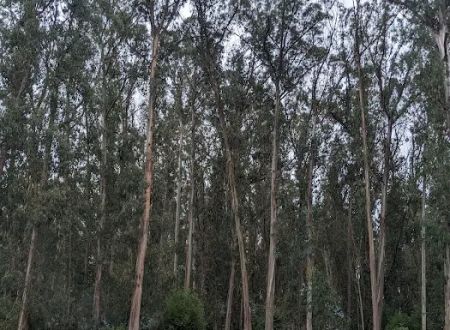 New Woodland Group Camp