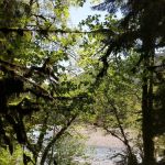 Mount Tom Creek