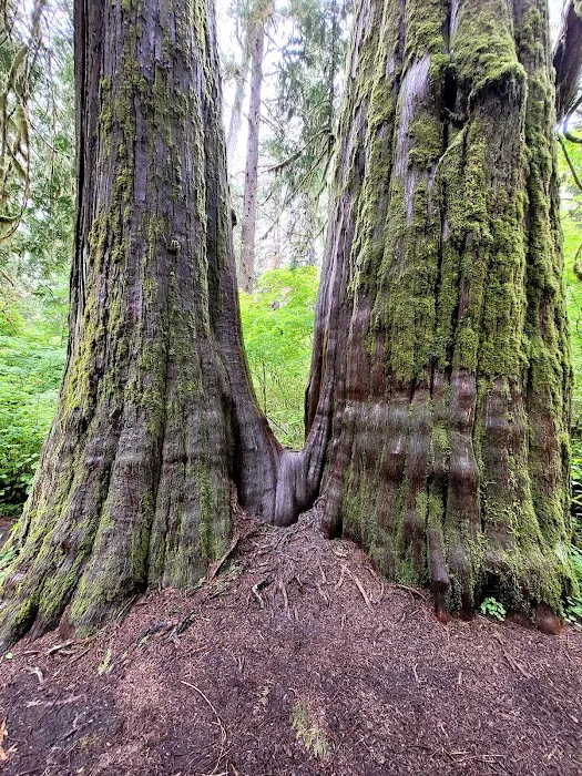 Mount Tom Creek Picture 7