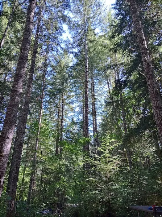 Cowlitz Falls Campground Picture 2