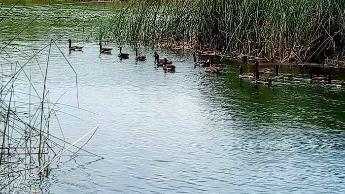 Lodi Lake Picture 3