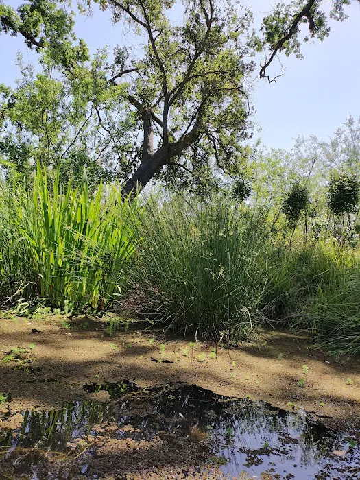 Lodi Lake Picture 9