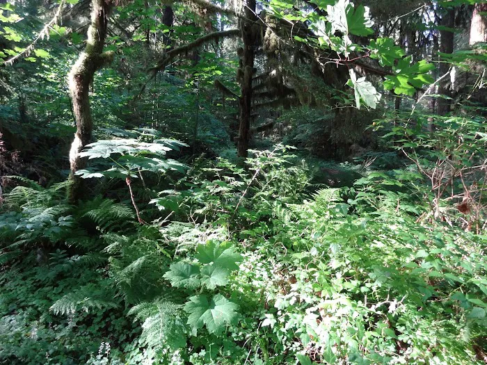 Iron Creek Campground Picture 7